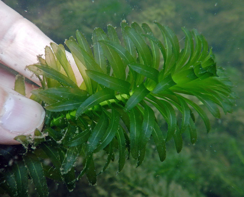 Egeria Densa (Luchecillo)